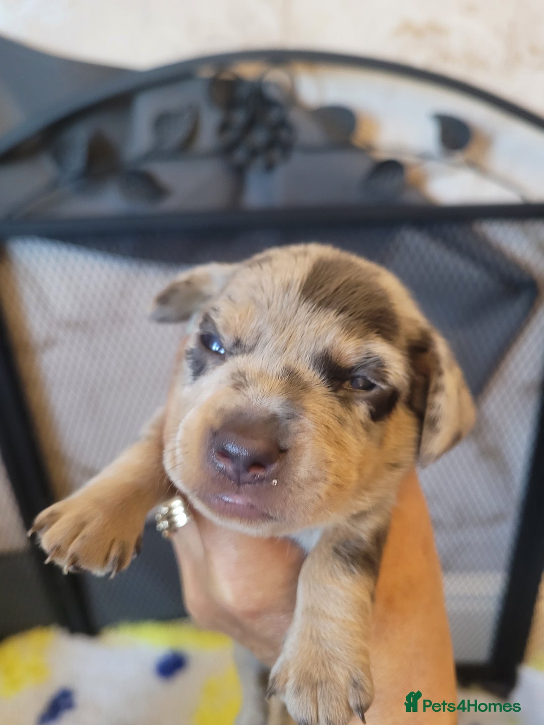 Miniature Dachshund dogs for sale: True to type mini dachshunds  - Image 5