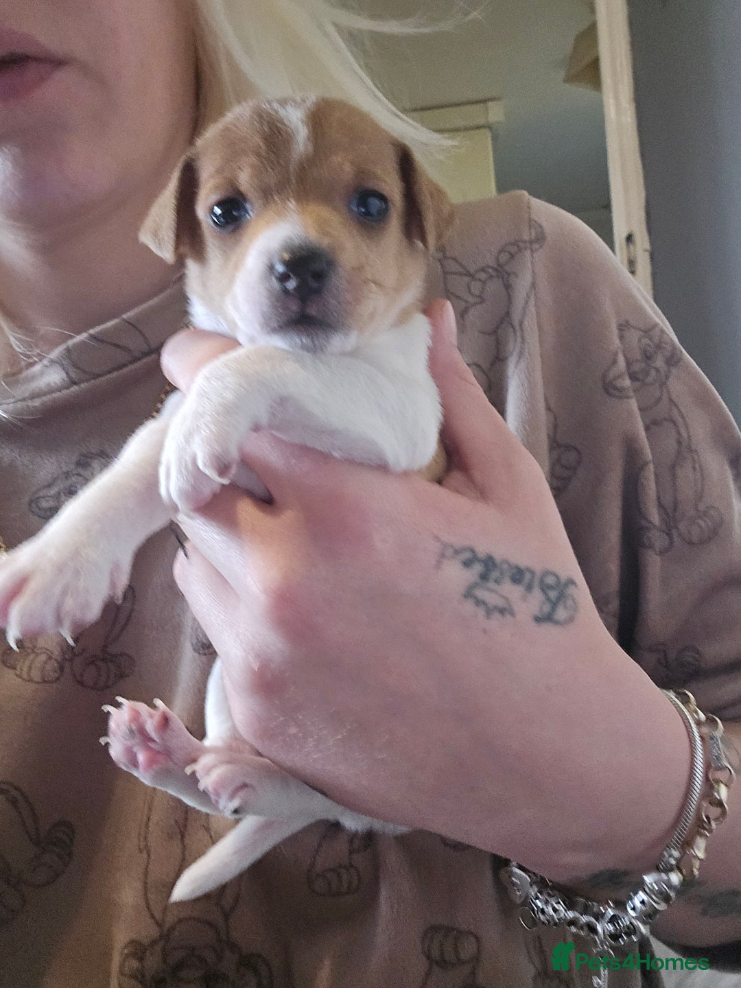 Jack Russell dogs for sale: Jack russel puppies  - Advert 3