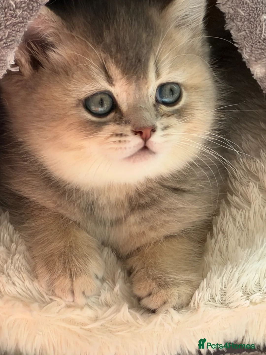 British Shorthair cats for sale: Golden Blue 🦋BSH Boy  - Advert 2
