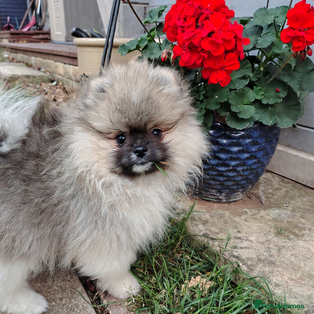 Pomeranian dogs for sale: Pom puppys with Kc reg , pedigree for sale in Taunton - Image 26