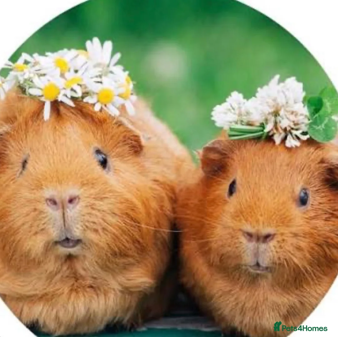 Guinea Pig rodents for sale: Baby guinea pigs  - Advert 1