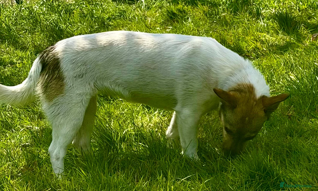 German Shepherd dogs for adoption: 🐾 DINA – Female German Shepherd (Miniature) 🐾 - Advert 6