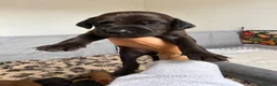Mixed Breed dogs for sale: Irish setter cross Doberman puppies - Advert 20