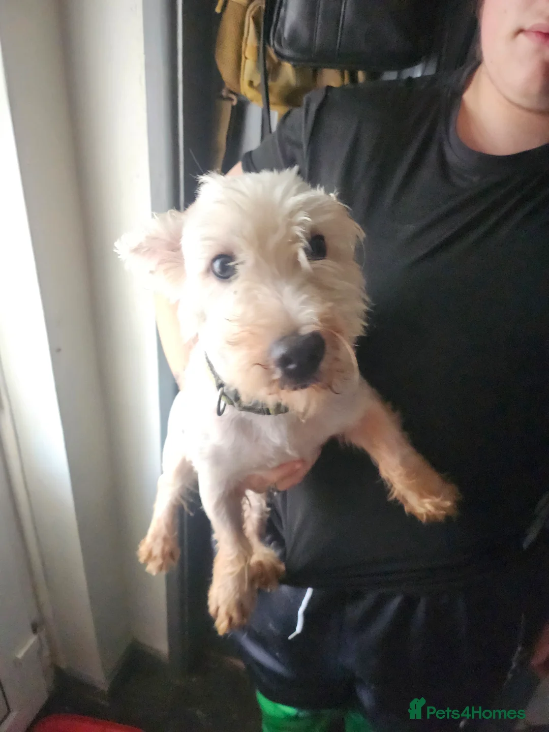 West Highland Terrier dogs for sale: Scruff - Advert 2