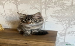 Maine Coon cats for sale:  Two Beautiful Maine Coon Cross Cats for Sale  - Image 4