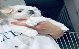 Maltese dogs for sale: 🌟Stunning Tiny Korean Maltese KC Reg🌟 - Advert 10