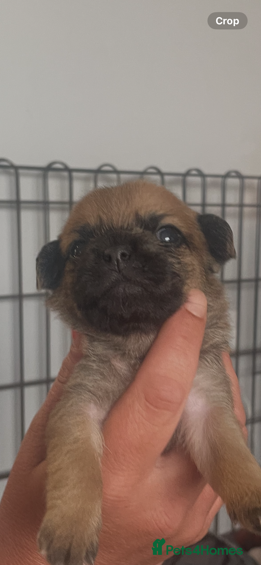 Mixed Breed dogs for sale: PUGAPOO 3 LEFT READY NOW  - Image 16