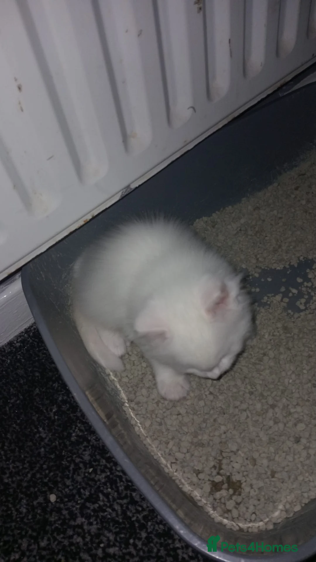 Maine Coon cats for sale: Maine coon kittens  - Advert 2