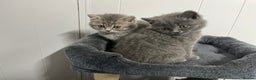 British Shorthair cats for sale: Stunning British Shorthaired Kittens - Advert 8