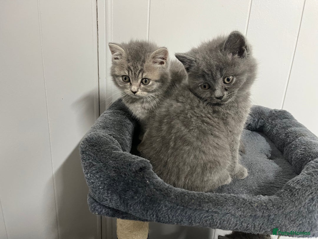 British Shorthair cats for sale: Stunning British Shorthaired Kittens - Advert 8