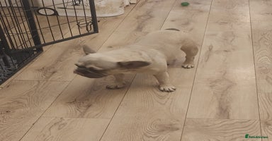 French Bulldog dogs - Advert 10