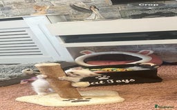Ragdoll cats for sale: Ready Now!!!! 1 male Ragdoll - Image 3