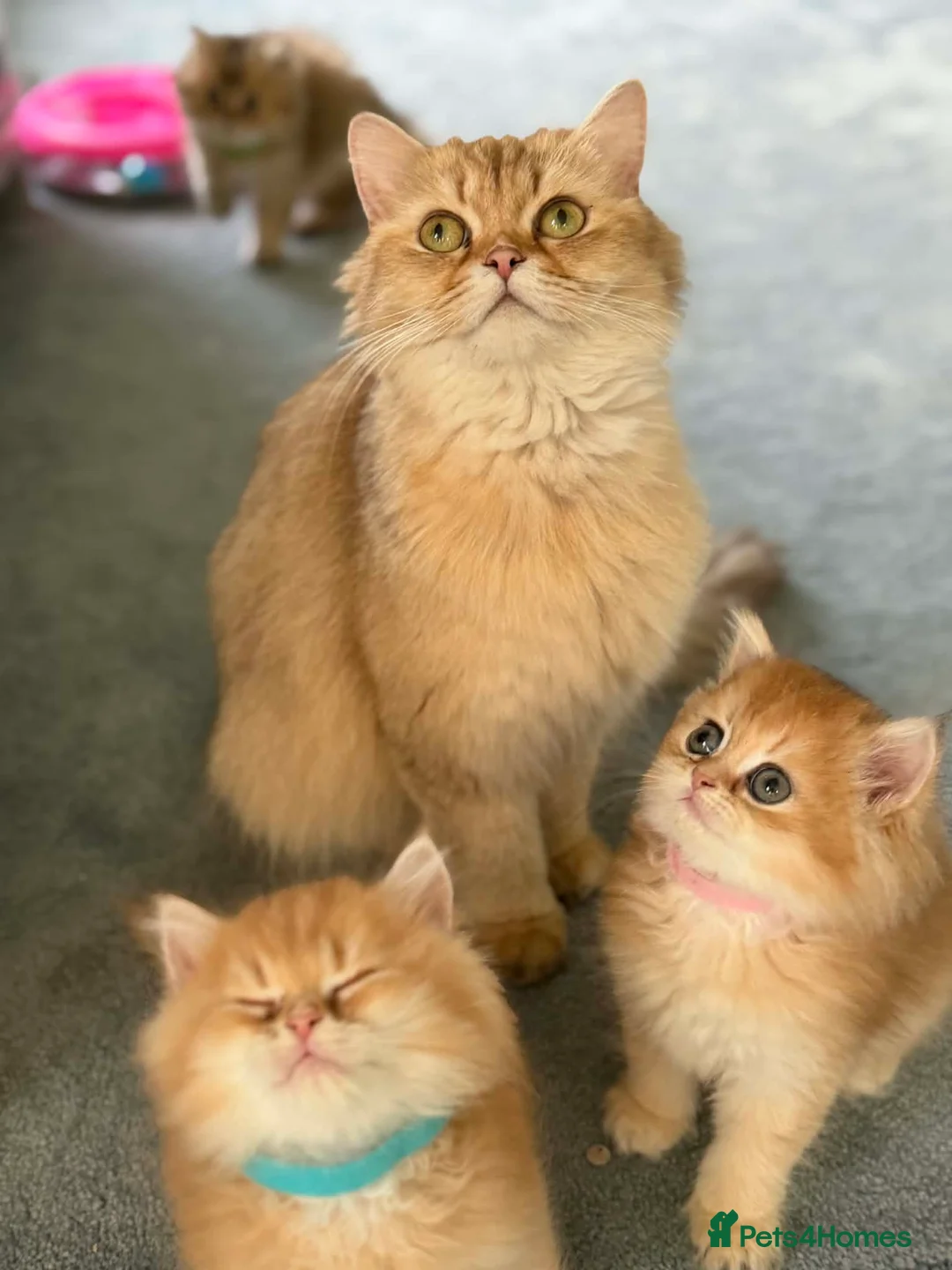 British Longhair cats for sale: CHUNKY, BEAUTIFUL BLH GOLDEN KITTENS  - Advert 27