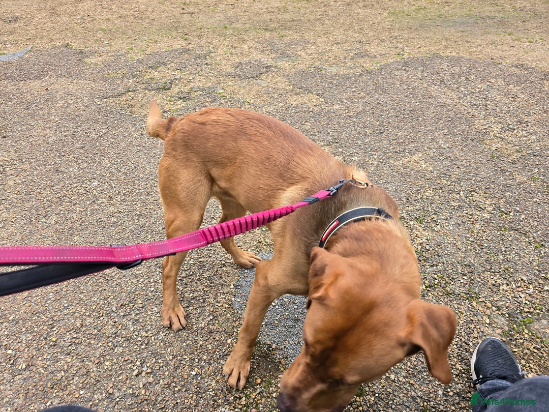 Labrador Retriever dogs for stud: 🐾 Fox Red Labrador Available for Stud 🐾 - Image 6