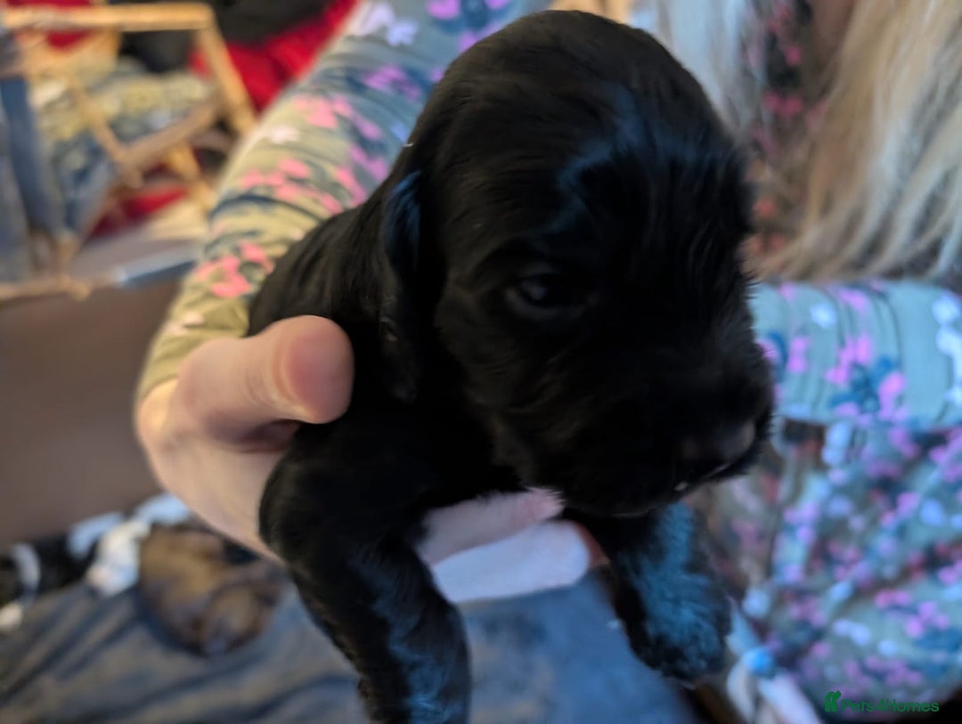Cockapoo dogs for sale: Beautiful cockapoos F2b - Advert 7