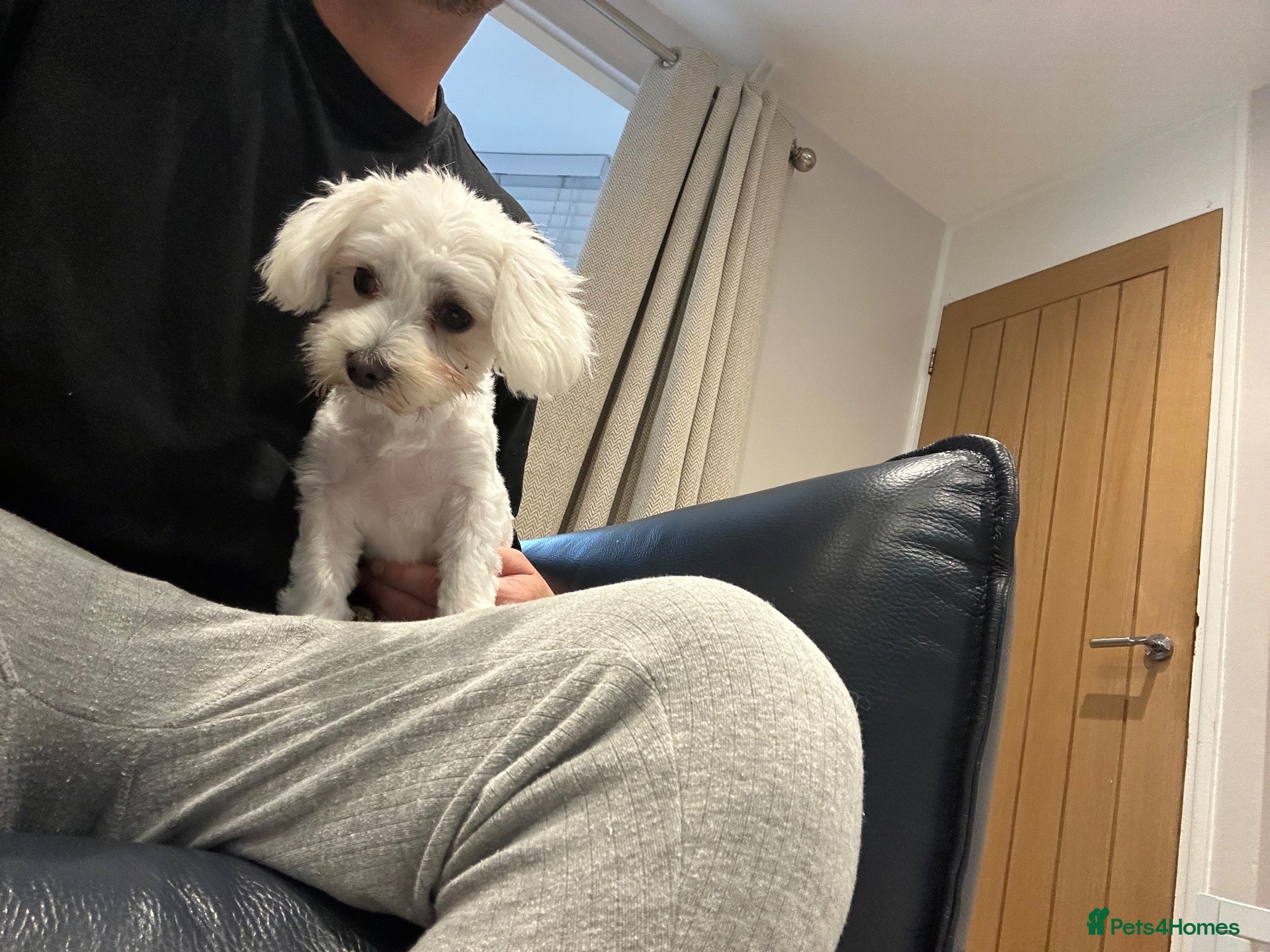 Maltipoo dogs Beautiful maltipoo  - Advert 2