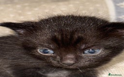 Domestic Shorthair cats for sale: Our babies looking for their forever lovely home - Image 22