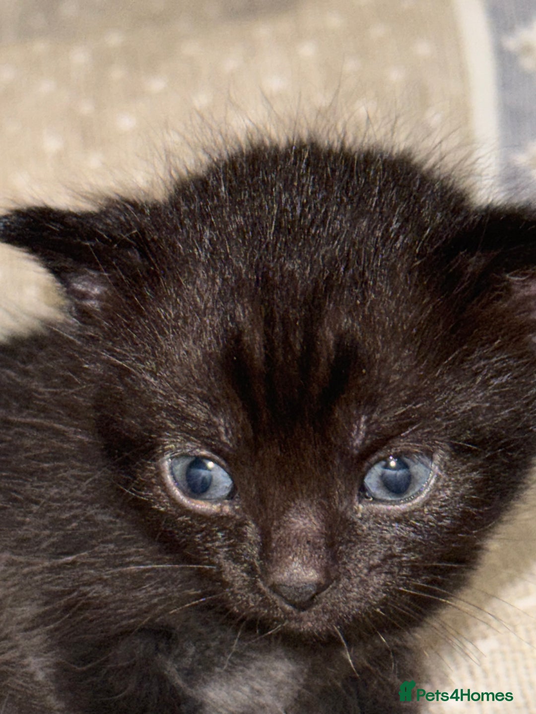 Domestic Shorthair cats for sale: Our babies looking for their forever lovely home - Image 22