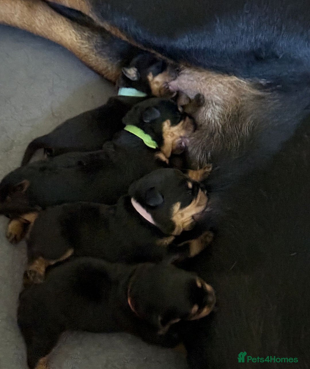 Rottweiler dogs for sale: Rottweiler puppies - Image 12