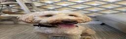 Cockapoo dogs for sale: Female cockapoo  in Glasgow - Advert 2