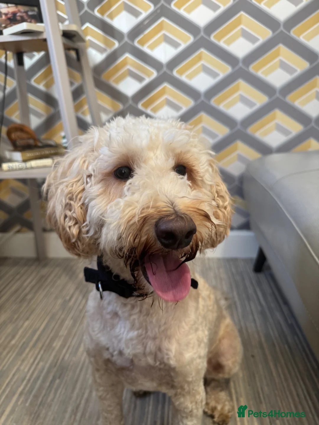 Cockapoo dogs for sale: Female cockapoo  in Glasgow - Advert 2
