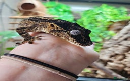 Gecko reptiles for sale: Gargoyle gecko - Advert 2