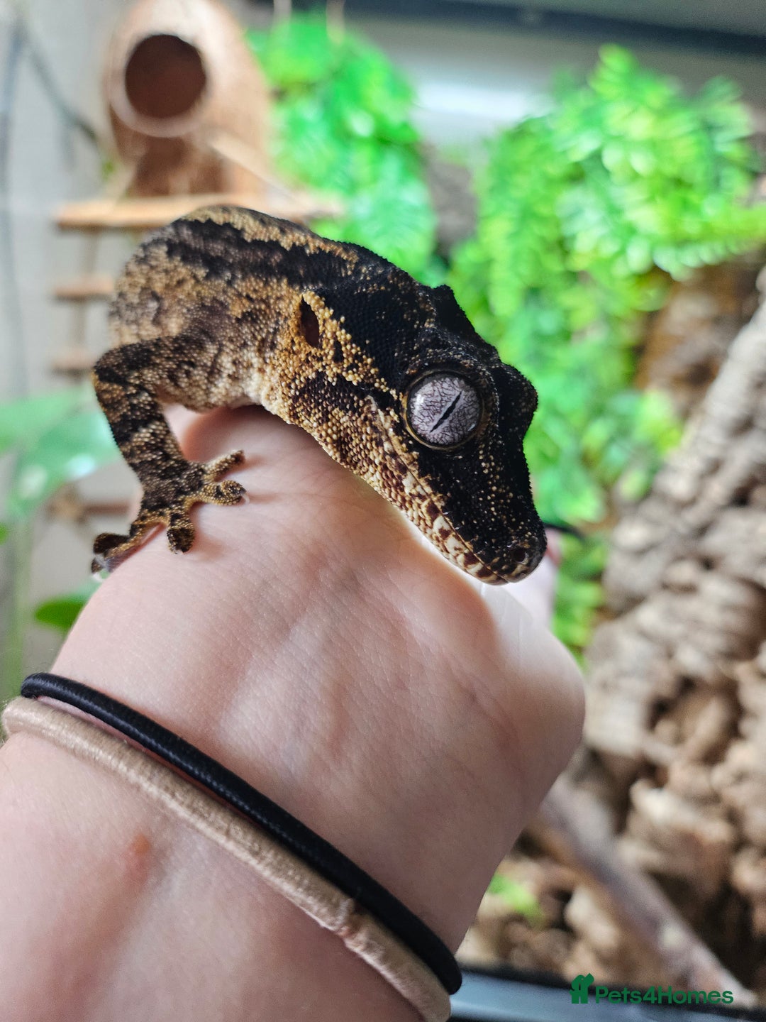 Gecko reptiles for sale: Gargoyle gecko - Advert 2