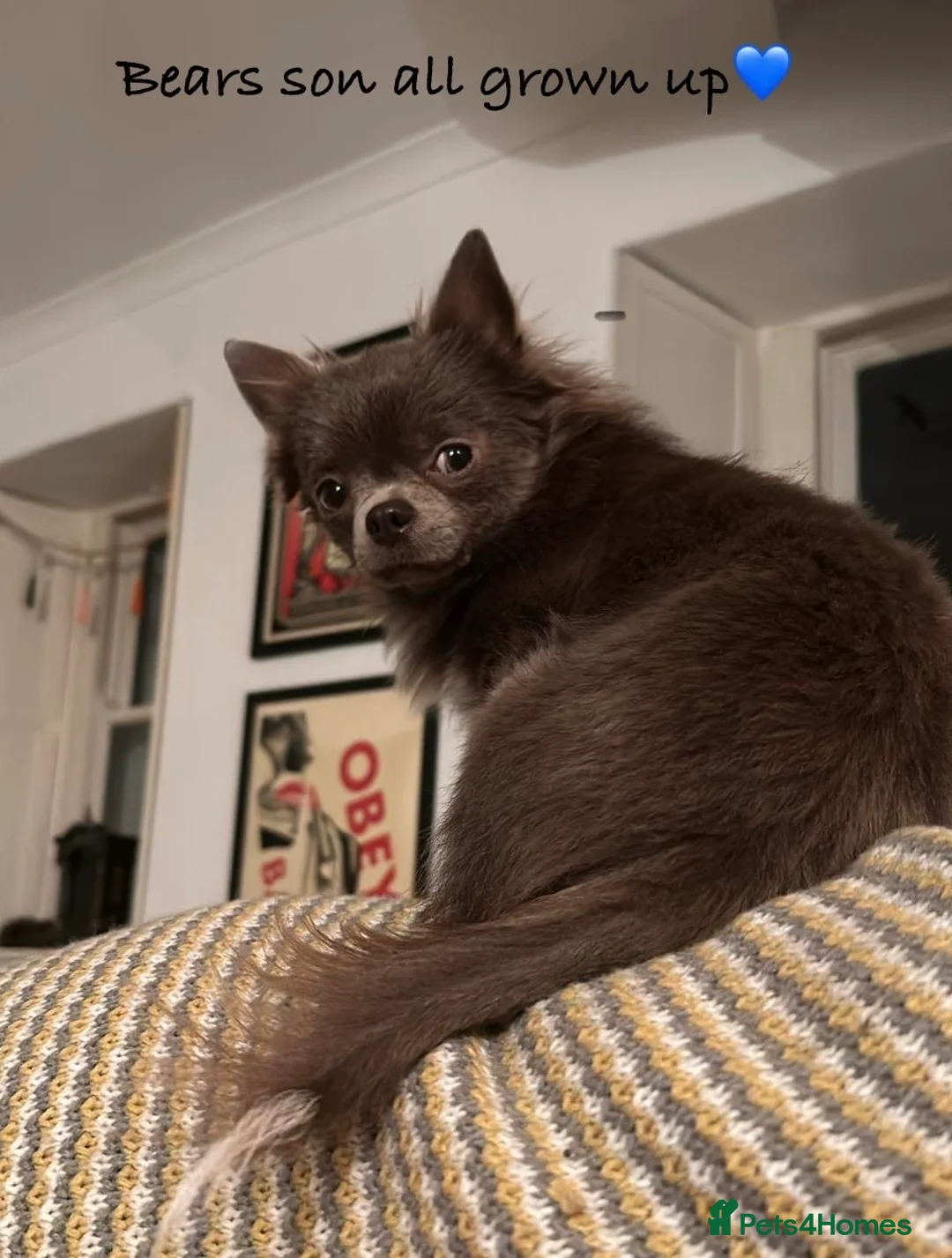 Chihuahua dogs for stud: kc lilac long haired chihuahua for Stud in South Shields - Advert 19