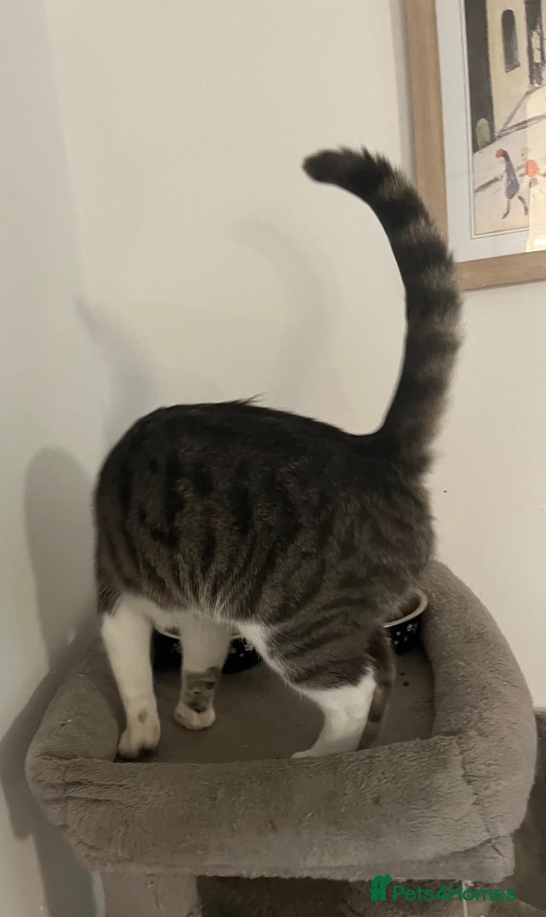 Mixed Breed cats for sale: Peggy Sue 2 years old spayed female  - Advert 3