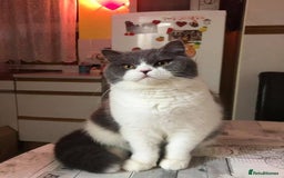 British Shorthair cats for sale: British short haircuts - Image 2
