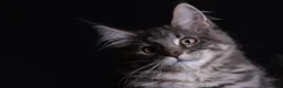 Maine Coon cats for sale: Pedigree maine coon kittens - Advert 14