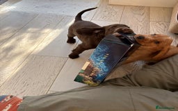 Cocker Spaniel dogs for sale: 🏆 KC Reg Working Cocker Spaniels – FTCH Line 🐾 - Image 25