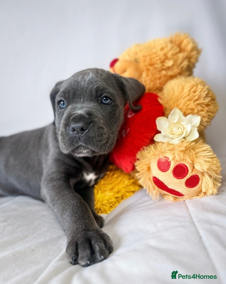 Cane Corso dogs READY NOW! Last 2 cane corso puppy’s  - Advert 13