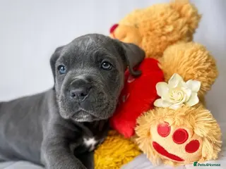 Cane Corso dogs READY NOW! Last 2 cane corso puppy’s - Advert 13