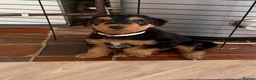 Airedale Terrier dogs for sale: 🌟 One Girl Available 🌟  - Advert 29