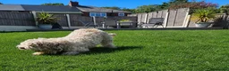 Cockapoo dogs for sale: Re homing loving merle Cockapoo girl ❣️ - Advert 3