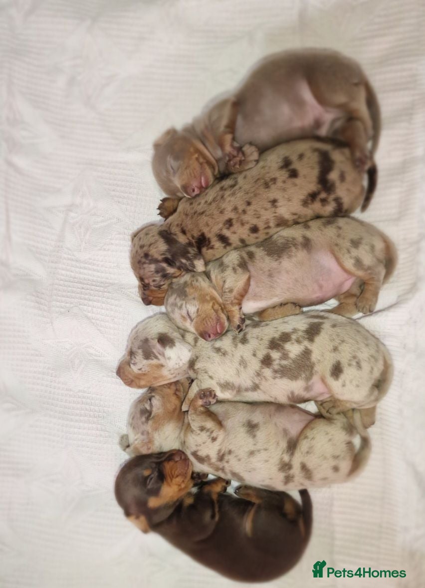 Miniature Dachshund dogs Beautiful daschund babys ❤️❤️ - Advert 8