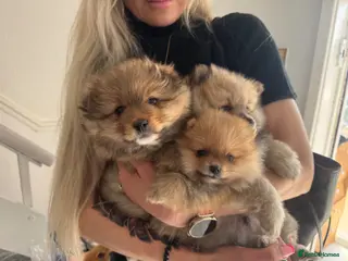 Pomeranian dogs Pomeranian puppies ready to leave - Advert 5