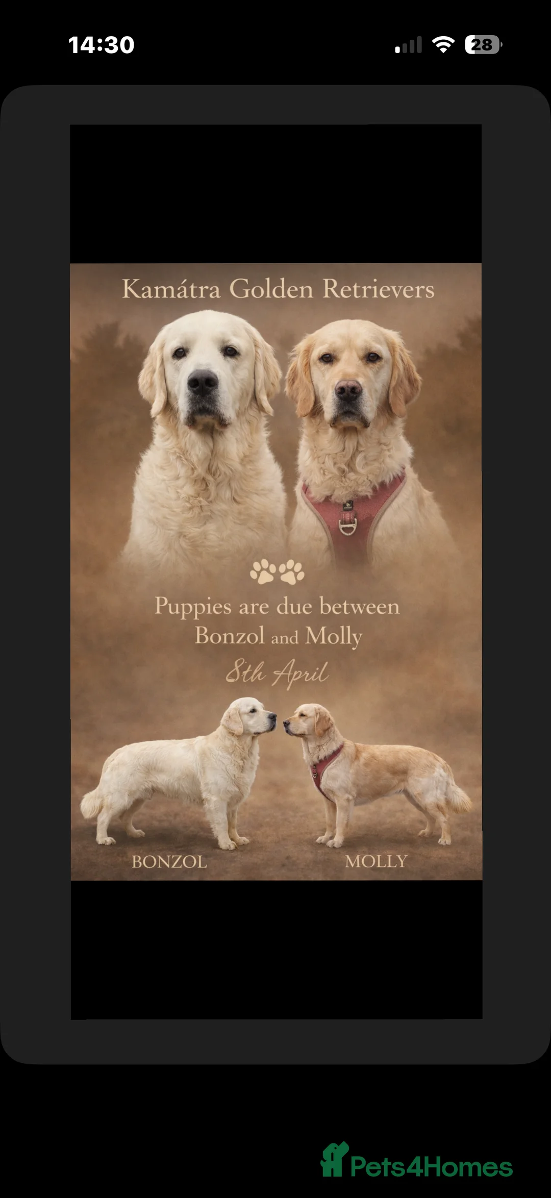 Golden Retriever dogs for sale: KC WHITE RETRIEVERS FULLY HEALTH TESTED  - Advert 2