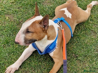 English Bull Terrier dogs in Ashford - Advert 2