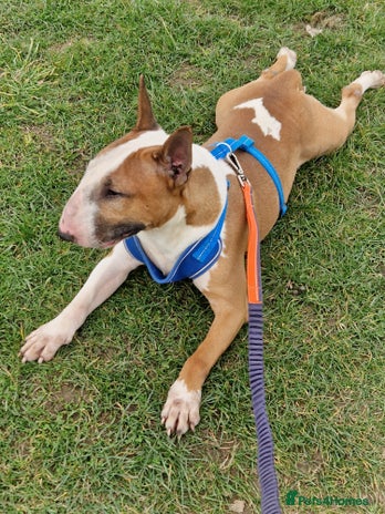 English Bull Terrier dogs Proven English bull terrier for stud in Ashford - Advert 1