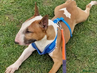 English Bull Terrier dogs Proven English bull terrier for stud in Ashford - Advert 4