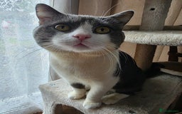 British Shorthair cats for sale: Beautiful boy looking for a new home  - Image 1