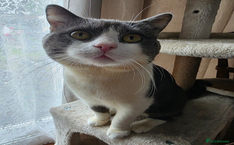 British Shorthair cats - Advert 14