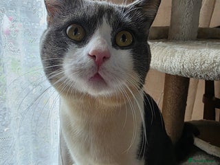 British Shorthair cats for sale - Advert 1