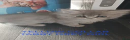 Ragdoll cats for sale: Rare Pattern Ragdoll-Super cudly teddybear kittens - Advert 13