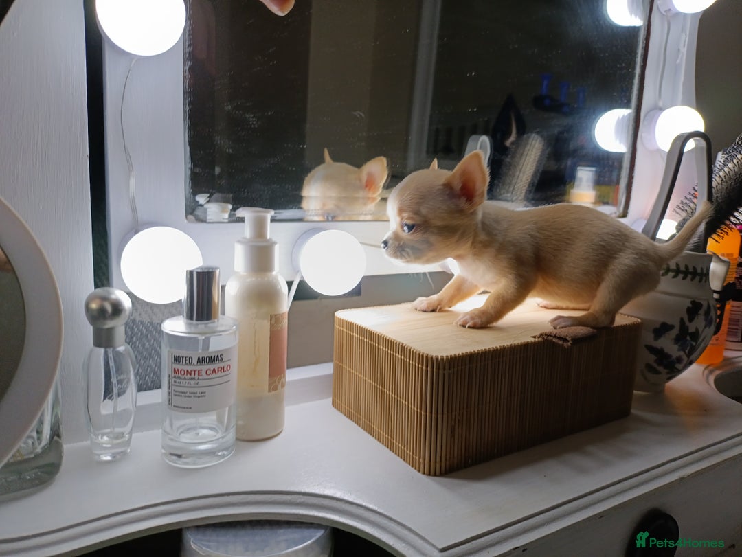 Chihuahua dogs for sale: 1 boys 3 girl pedigree chihuahua - Advert 20