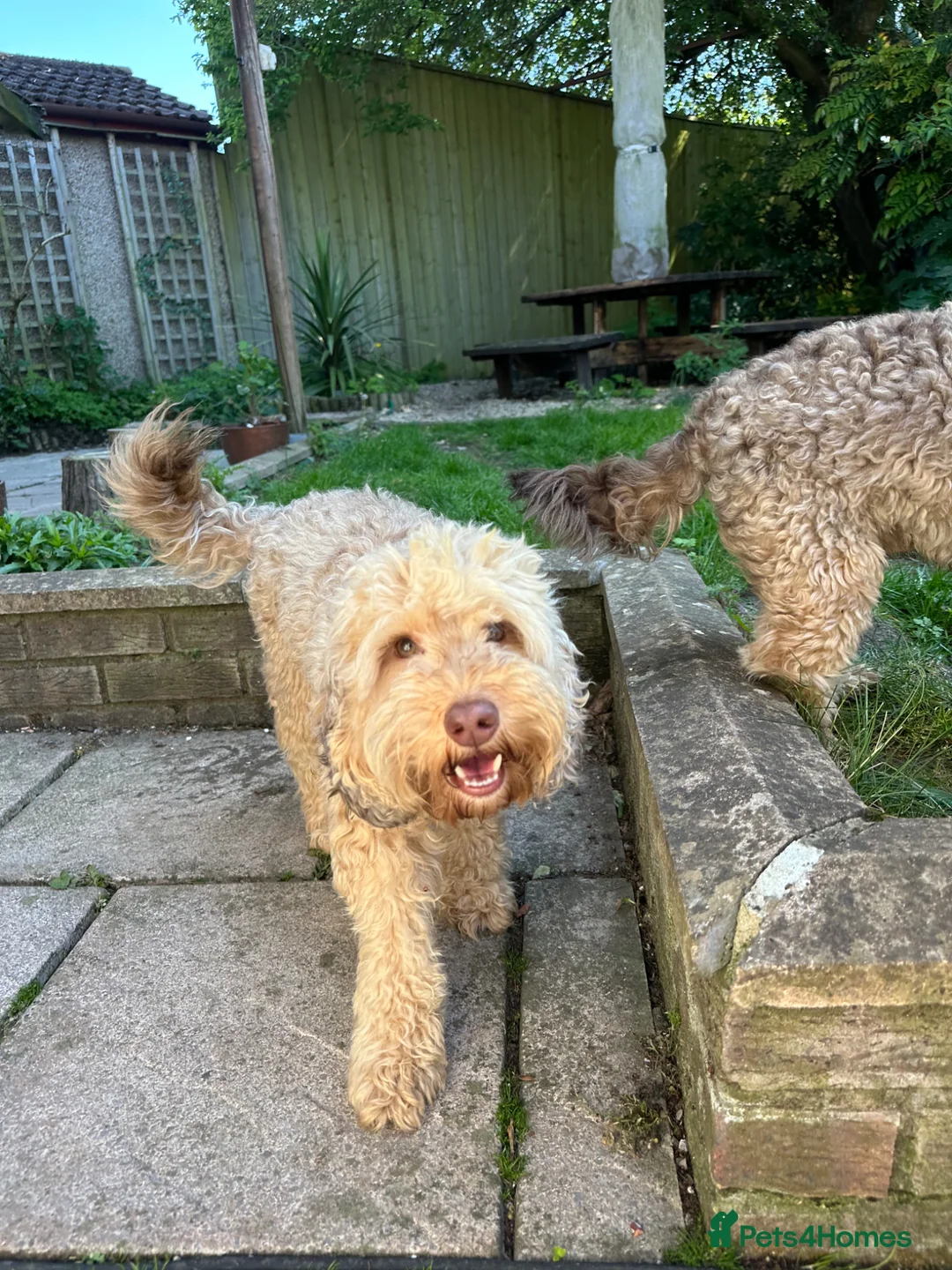 Cockapoo dogs for sale: Cockapoo - Advert 5