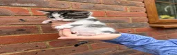 Mixed Breed cats for sale: Mixed breed kittens looking for a forever home  - Advert 4