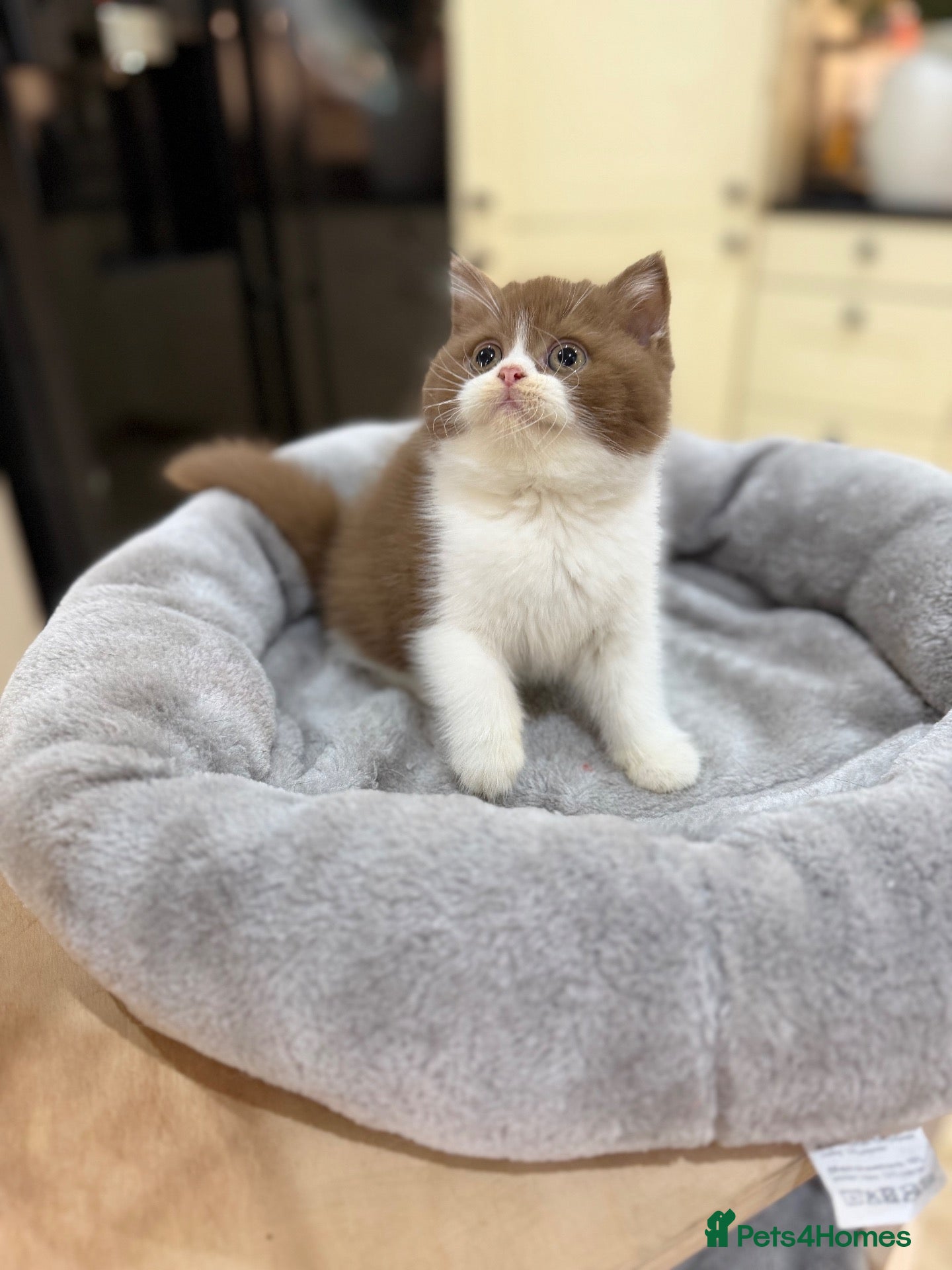 British Shorthair cats FULL PEDIGREE REGISTERED BSH  - Advert 1